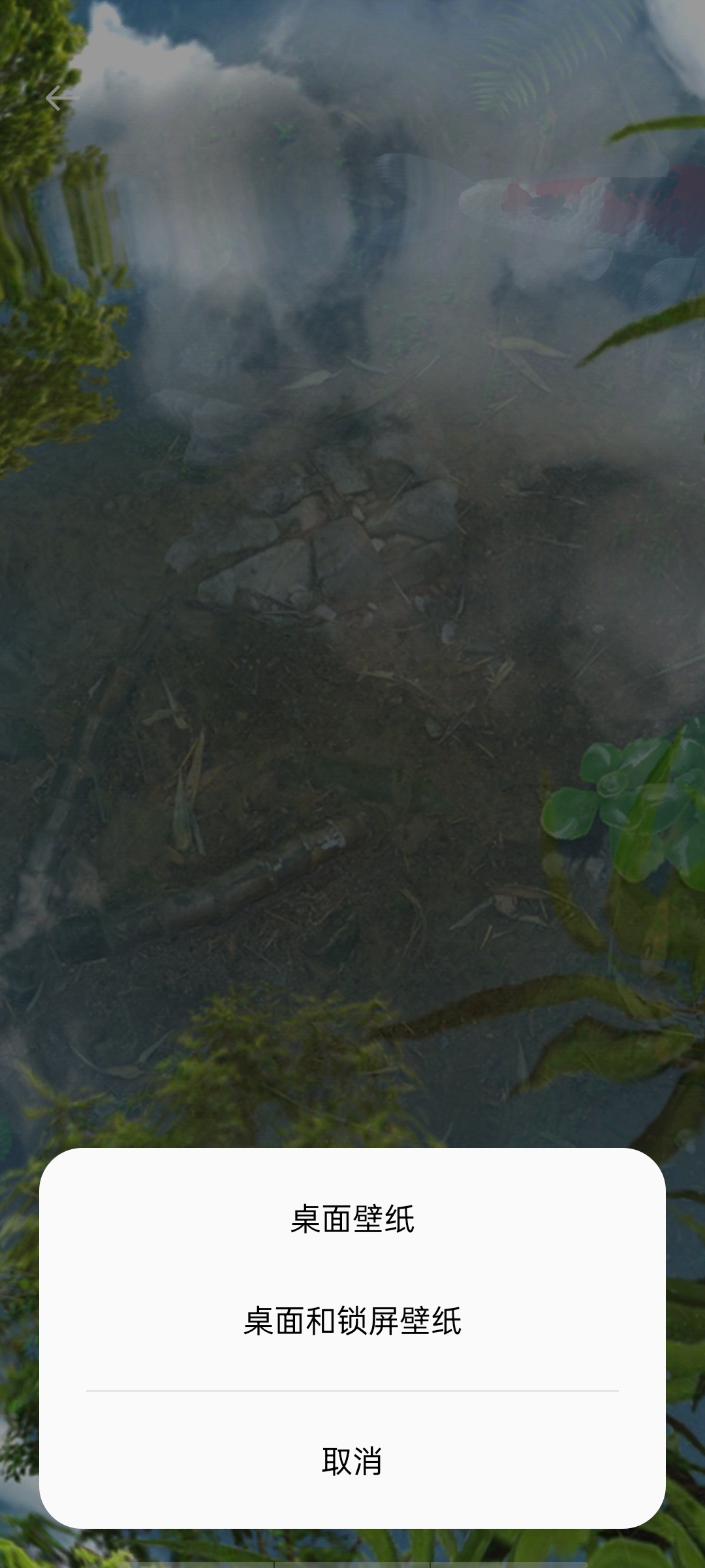 【分享】鱼池动态壁纸高级版⭕3D超写实锦鲤池⭕触摸起涟漪，好运来插图2